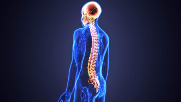 la columna vertebral