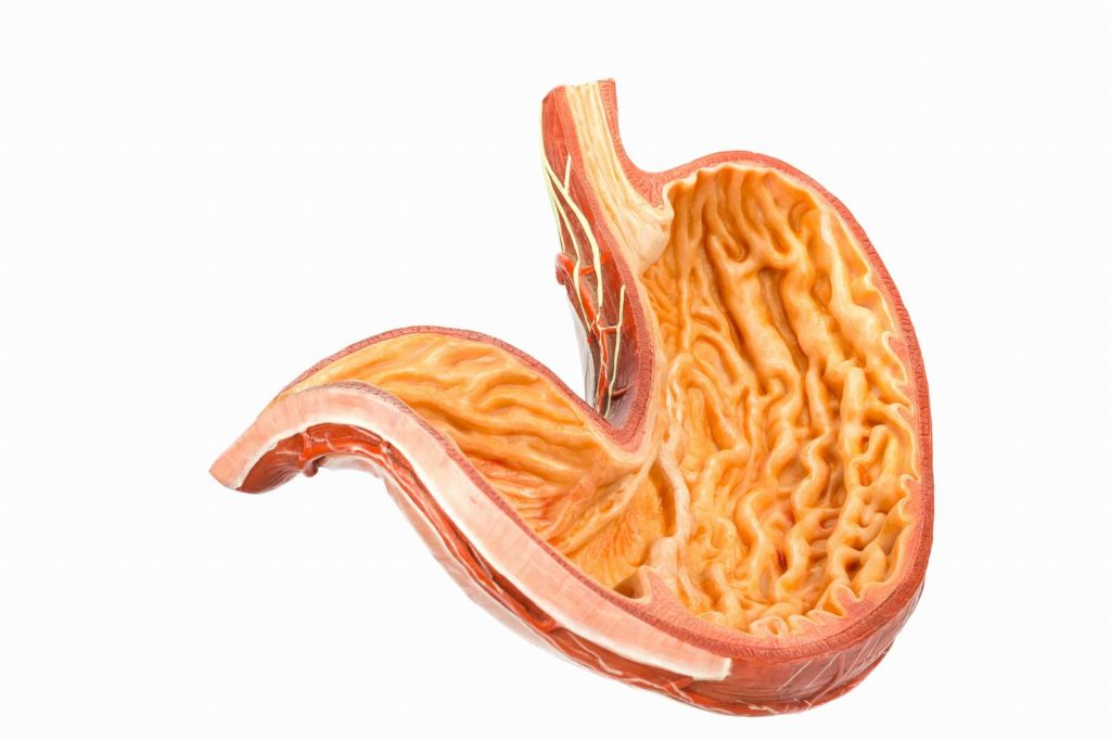 el estómago y los jugos gástricos