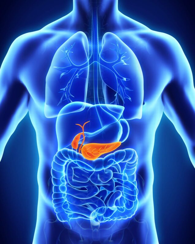 Anatomía humana de la vesícula biliar y del páncreas